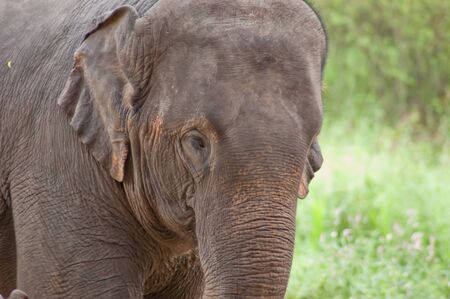 Asian elephantsの写真素材
