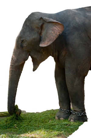 asia elephantの写真素材