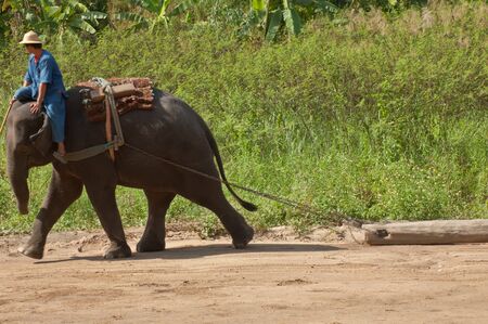 Asia elephant showのeditorial素材