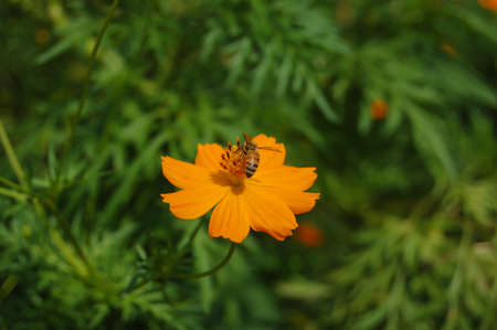 Cosmos flowersの写真素材