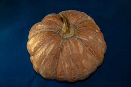 Pumpkinの写真素材