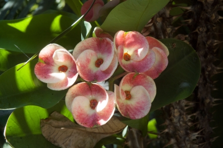 Poi Sian flower の写真素材