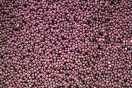 Seed wallpaper Tos の写真素材