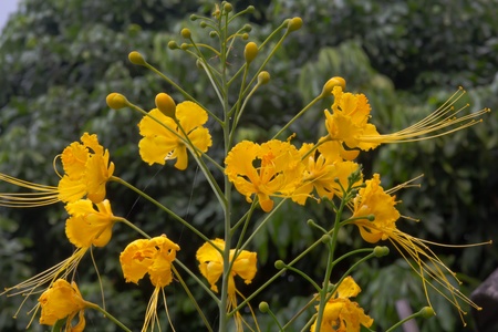 called Poinciana, Peacock Flower, Red Bird of Paradise, Mexican Bird of Paradise, and Pride of Barbadosの写真素材