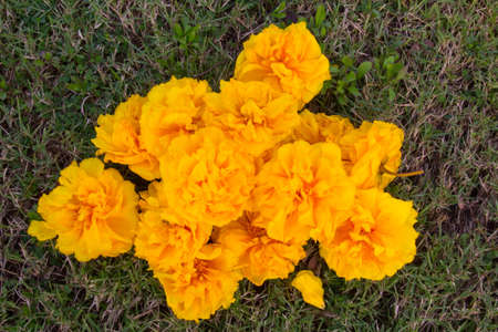 Yellow Silk Cotton Tree, Yellow Cotton