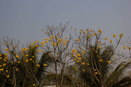  Yellow Silk Cotton Tree, Yellow Cotton