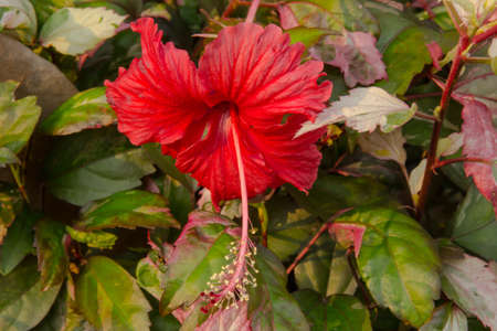 Red hibiscus flower 