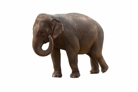 Asian elephants Chang Thailand Elephant Conservation Center in Thailand  Hang Chat district, Lampang province, Thailand の写真素材