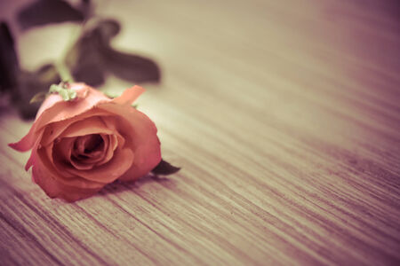 Pink roses.の写真素材