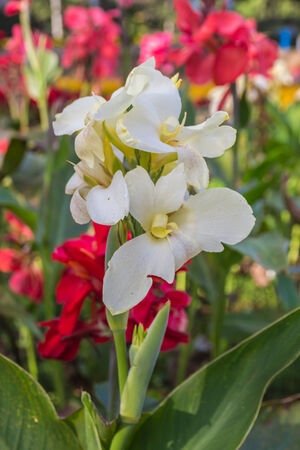 Canna flowersの写真素材