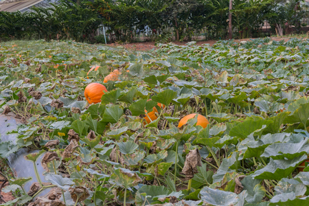 giant pumpkinの写真素材