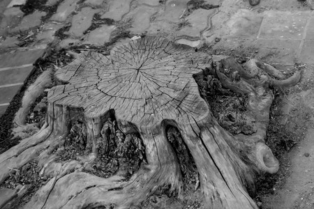 stump of old tree.maple tree stump.