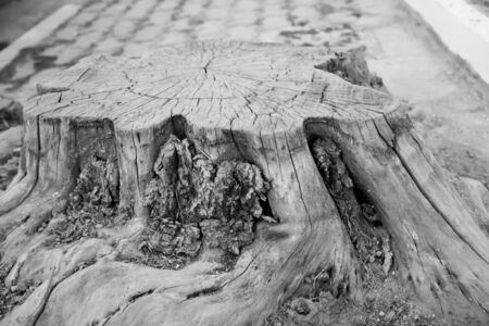 stump of old tree.maple tree stump.