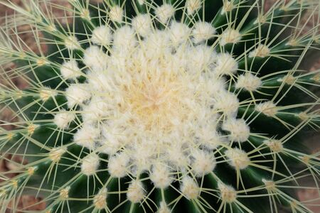 The Cactus. Cactus planted in the nursery,Cactus macro imageの写真素材