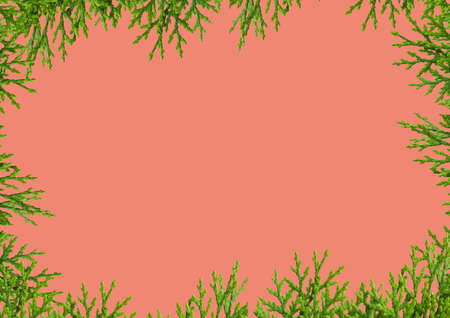 Creative layout made of flowers.Square frame.Nature concept.leaf in forest.Green leaves border isolated on white background.の写真素材