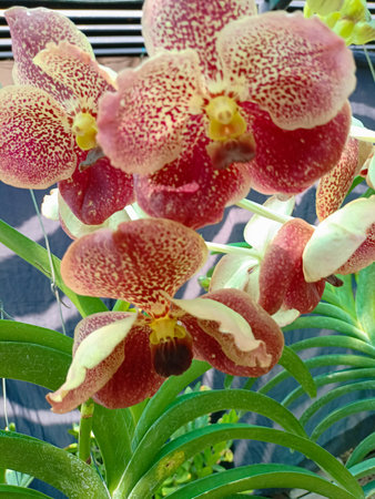 Pink orchids in the garden