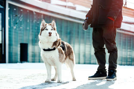 Man and Siberian Husky dog on a walk in modern contemporary park on sunny winter day. Human and animal Love and friendship concept. Life after shelter.の写真素材