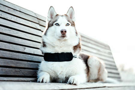 Portrait of blue eyed beautiful Siberian Husky dog laying on bench in modern park on sunny winter day.の写真素材
