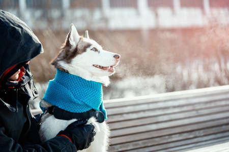 Man wrapping Cute Siberian Husky dog in blue warm scarf. Dog sitting on bench in modern park on sunny winter day. Concept of animal wellbeing and owner care and responsibility.の写真素材