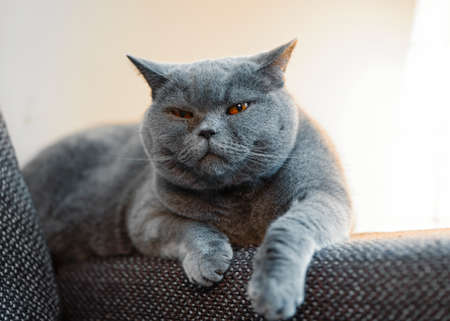 British discontented cute cat. Concept of comfort and cozy winter time. hibernation. Britich cats...