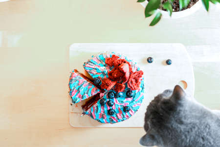 Close up of sly cat trying to steal and eat cake with colourful cream while his owner is away. Juicy...