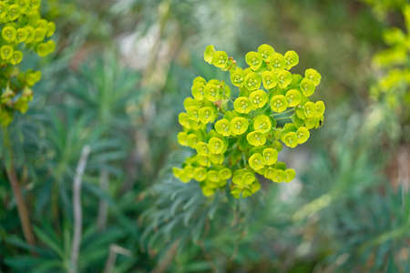 Close up of green beautiful flowers in the park. Summer and spring time. Blossoming.