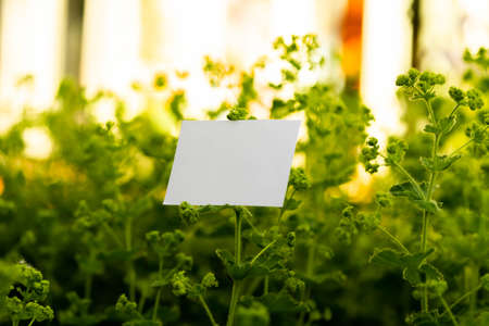 White blank business card on flowers background. Beautiful and fresh landscape. Stationery copy and empty space.の写真素材