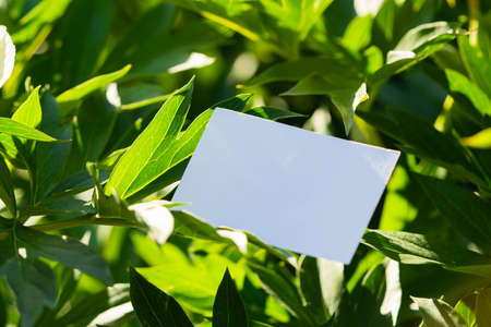 White blank business card on flowers background. Beautiful and fresh landscape. Stationery copy and empty space.の写真素材