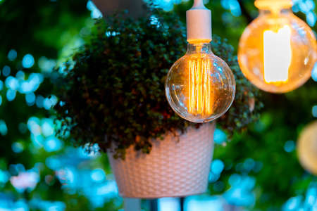 Electric bulb and hanged plant at evening time in garden. Cozy and comfortable place.の写真素材
