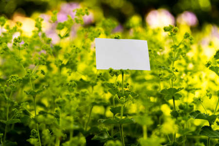 White blank business card on flowers background. Beautiful and fresh landscape. Stationery copy and...