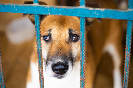 Close up of cute sad dog with scars and without one eye behind shelter bars looking at human and Waiting for new home and family. Animal adoption and care.の写真素材