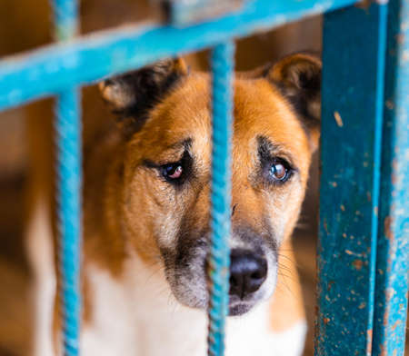 Close up of cute sad dog with scars and without one eye behind shelter bars looking at human and Waiting for new home and family. Animal adoption and care.の写真素材