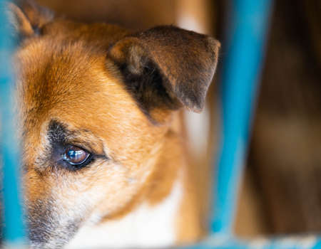 Close up of cute sad dog with scars and without one eye behind shelter bars looking at human and Waiting for new home and family. Animal adoption and care.の写真素材
