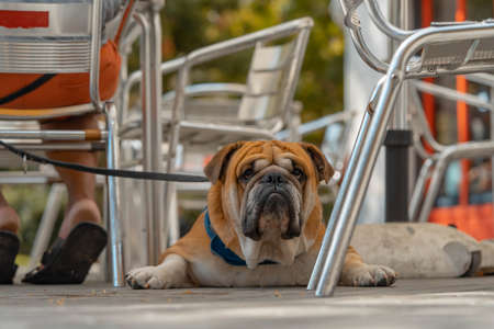 English bulldog at Spanish old city looking straight at camera and viewer. Travelling with dogの写真素材