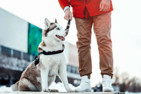 Man and Siberian Husky dog on a walk in modern contemporary park on sunny winter day. Human and...