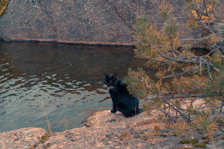 Cat The Traveler And Blogger Sitting On a Riverside and Enjoying His Vacation. Concept Of Blogging And Travelling,の写真素材