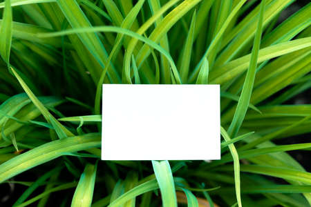 White Blank Business Card With Empty Space on Flower Background. Corporate Banding For Stationery. Copy Spaceの写真素材