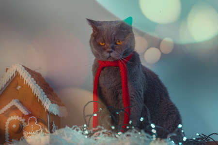 Discontent Cute British Cat With Red Scarf Frowning Near Gingerbread House and Garland. Displeased With New Year And Christmasの写真素材