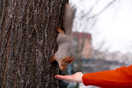 Senior Woman Feeding Squirrel In Park. Relaxing And Active Lifestyle in Middle Age.の写真素材
