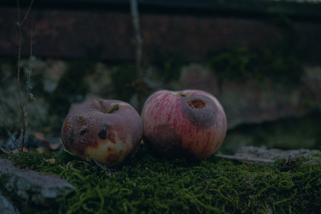 Close Up Of Rotted Wormy Apples On Gothic Background And Moss.の写真素材