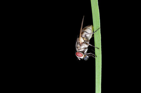 Fly in darkの写真素材