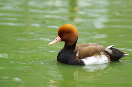 red pochardの写真素材