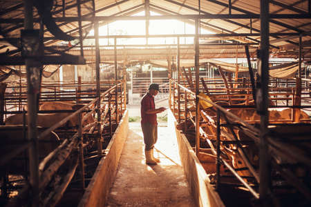 Agriculture industry cattle farming, Smart farmer use technology tablet for livestock and husbandry...