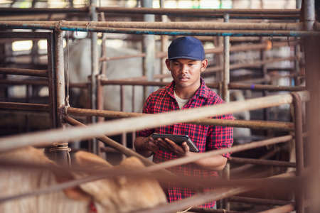 Agriculture industry cattle farming, Smart farmer use technology tablet for livestock and husbandry control. Asian man in cattle farm with cows in cowshed.の写真素材