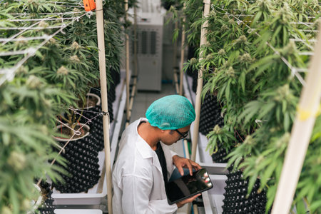 A man cannabis researcher checking and control environment on application in tablet. Cannabis marijuana greenhouse farm for medical industry.の写真素材