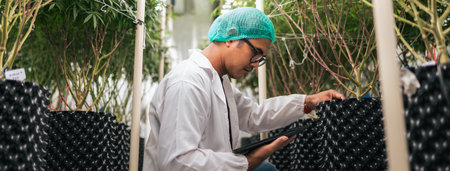 Asian man cannabis researcher install device sensor in pot plant to realtime control environment on application in tablet. Cannabis farm for medical industry. Banner ratioの写真素材