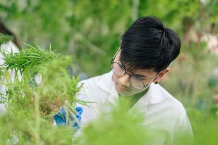 Marijuana researcher Asianman working in a hemp field, Examining plants. Concept of herbal alternative medicine.の写真素材