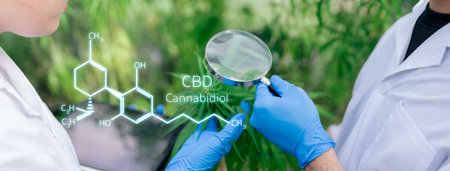 THC formula, THC elements in Cannabis with magnifying glass on hand, Marijuana researcher team working in a hemp field, Examining plants with magnifying glass. Concept of herbal alternative medicine.の写真素材