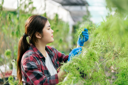 Asian woman farmer working check hemp in a cannabis farm, Business cannabis farm for pharmaceutical industry.の写真素材