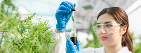 Selective focus hand of Asian woman researcher holding bottle of Cannabis oil, Product CBD hemp oil. Concept of herbal alternative medicine.の写真素材